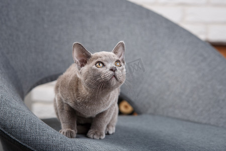 灰色的小猫缅甸坐在白砖墙内的坯布椅子上