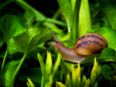 世界生物摄影照片_蜗牛世界