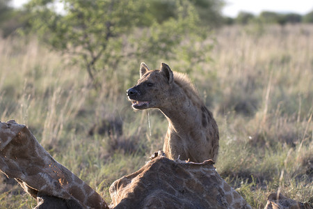 野生非洲斑点鬣狗的肖像