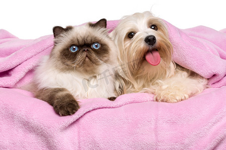 衾摄影照片_Young persian cat and a happy havanese dog lying on a bedspread
