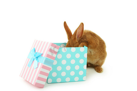 红色的大兔子在礼品盒