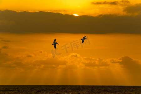 酸涩摄影照片_海洋的夕阳的天空的云朵酸涩飞行的鸟类