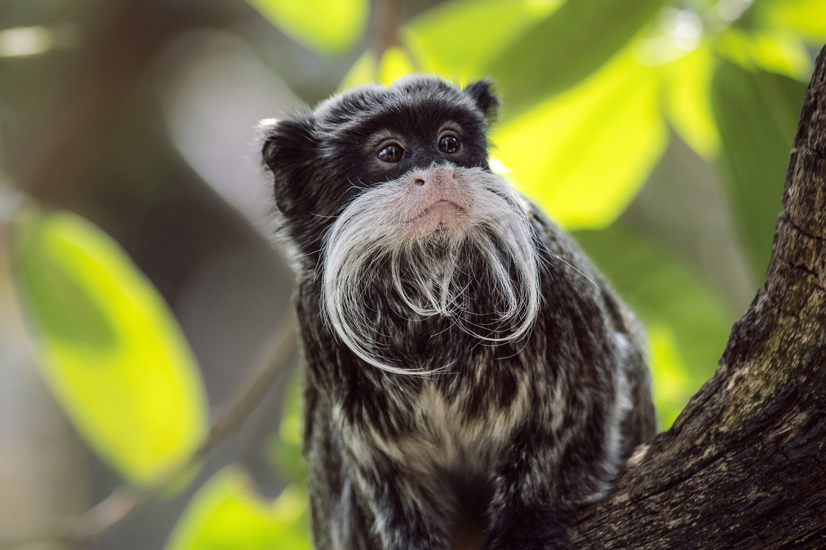 看小猴摄影图片-看小猴摄影作品-千库网