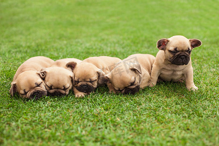 公园手绘摄影照片_小睡眠法国斗牛犬幼犬