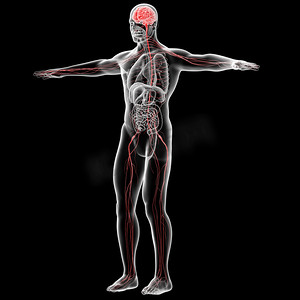中枢摄影照片_男性的中枢神经系统三维渲染的图