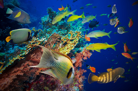 中火摄影照片_热带鱼和珊瑚礁
