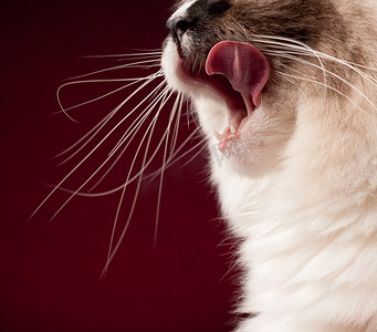 喂食猫咪摄影照片_饿了的布娃娃猫舔她的嘴唇.