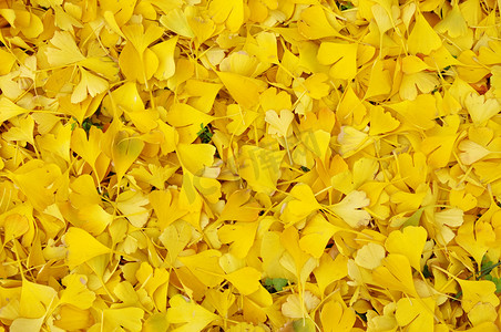 黄色的扇形银杏叶摄影照片_堕落的银杏叶在秋天