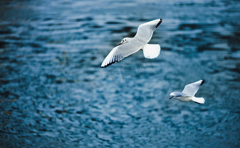海鸥白色摄影照片_美丽的海鸥在海上