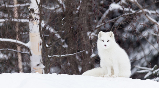 北极狐狸在冬天的景色
