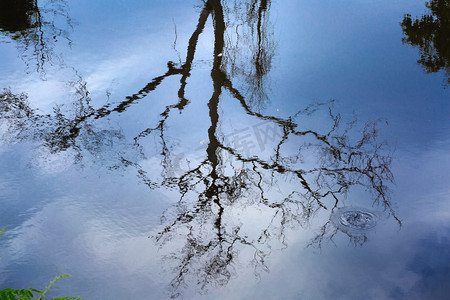 干枯的树木上湖反映