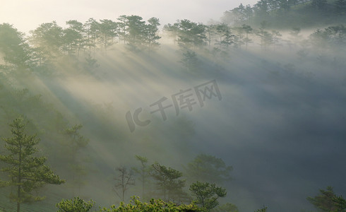 上午的太阳摄影照片_梦幻般的迷雾森林与松树树在阳光下。太阳的光芒穿过树。美丽世界