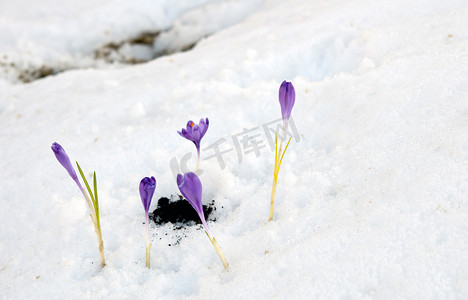 雪花莲番红花