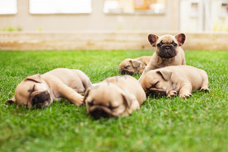 可爱四叶草摄影照片_小睡眠法国斗牛犬幼犬