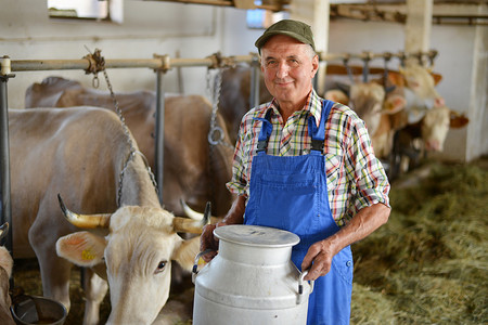 鄉間摄影照片_农民在与奶牛有机农场工作