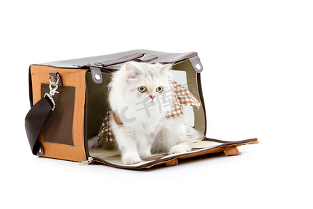 猫咪包猫咪包摄影照片_在手提包里的白色敷料猫