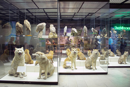 俄罗斯，莫斯科，2017 年 2 月 21 日︰ 国家达尔文 Museum.Stuffed