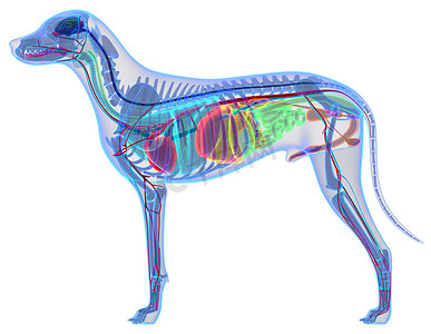 狗解剖-内部解剖一只雄性的狗