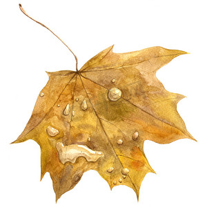 手绘秋天摄影照片_秋天的枫叶与雨滴