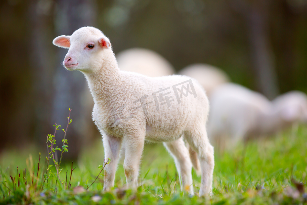 牧场的绵羊羊群高清图片-千叶网