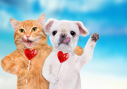 猫和狗在抱着爪子甜美味棒棒糖在心的形状.