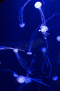 发光水母摄影照片_美丽的水母在迪拜水族馆