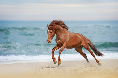 红马奔驰在沙滩上
