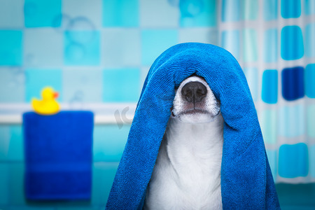 保湿器摄影照片_狗在淋浴或健康水疗