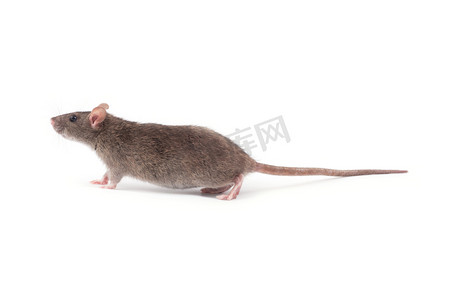 可爱老鼠摄影照片_可爱的灰色老鼠  