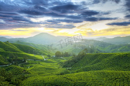 茶叶漂亮摄影照片_茶叶种植园.