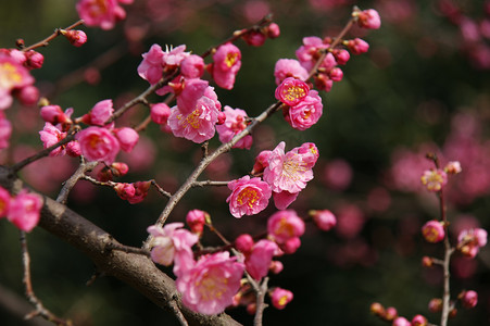 粉红梅花在树枝上