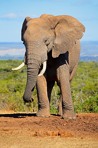 功能图摄影照片_非洲大象