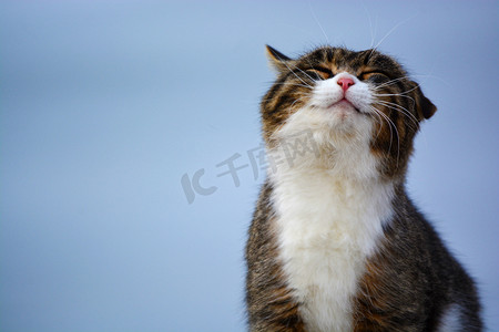 斜条纹底纹摄影照片_微笑的猫猫