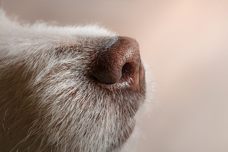 动物可爱边框摄影照片_好的可爱的狗美丽，杰克罗素梗犬