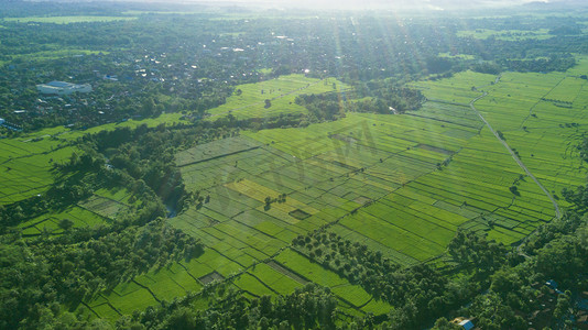 Beautiful landscape of rice field
