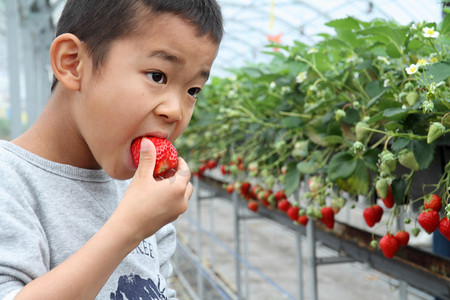日本男孩，采摘草莓 （就读小学二年级)