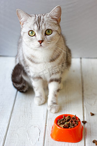 坐在靠近橙色的猫碗食物只灰色的猫.