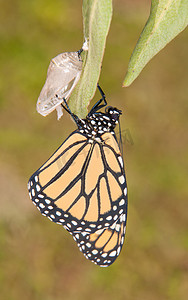 帝王蝶时刻后羽化出蛹，等待它的翅膀来填满