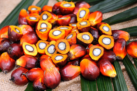 棕榈油种子