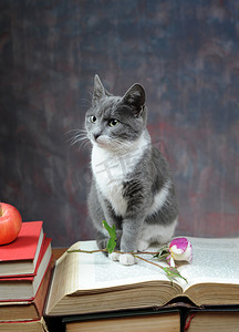 爱情苹果摄影照片_猫对书籍和鲜花摆出的姿势