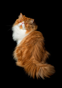 手猫咪摄影照片_在深色背景上的红色大波斯猫成本
