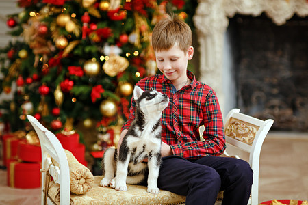 男孩与赫斯基狗坐在 fir 背景上的圣诞节