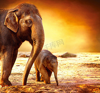 大象妈妈和宝宝户外