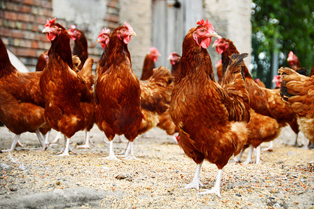 传统自由放养家禽农场的鸡