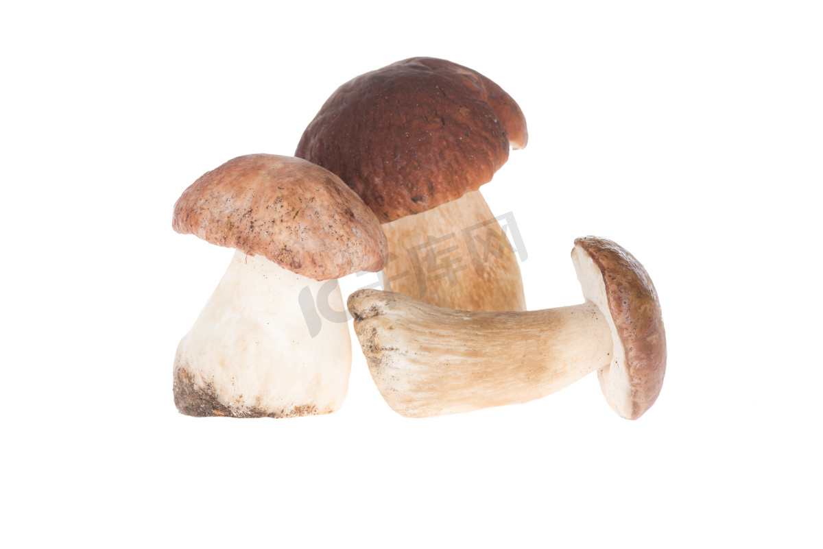 黑牛肝菌 深棕色帽子 蘑菇 - Pixabay上的免费照片 - Pixabay