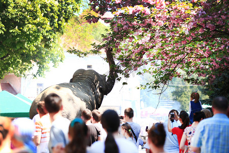 夏天, 一只大象被一只喙碰在公园里被人围着的树枝上。
