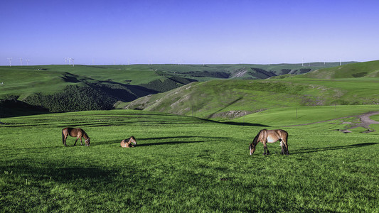 草原植被马匹上午植被马匹夏季素材摄影图配图