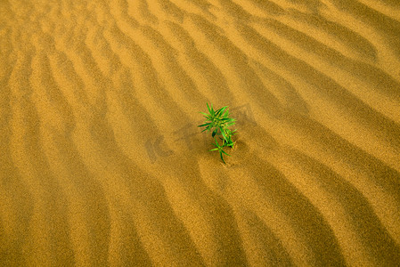 绿色小草摄影照片_沙漠小草上午小草秋季素材摄影图配图