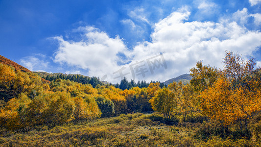 彩林摄影照片_内蒙古山区秋色彩林蓝天白云上午彩林秋季素材摄影图配图