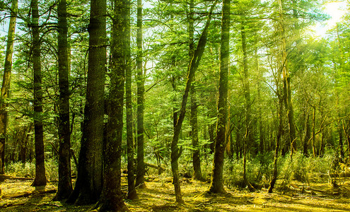 树林里的光下午树林创意合成摄影图配图
